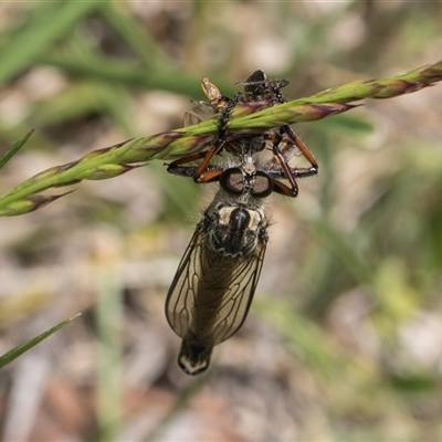 Dolopus rubrithorax (Large Brown Robber Fly) at Weetangera, ACT - 25 Oct 2024 by AlisonMilton