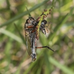 Dolopus rubrithorax at Weetangera, ACT - 26 Oct 2024