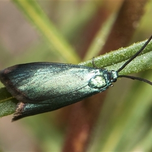 Pollanisus (genus) at Whitlam, ACT - 26 Oct 2024