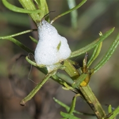 Aphrophorinae (subfamily) (Unidentified spittlebug) at Whitlam, ACT - 26 Oct 2024 by AlisonMilton