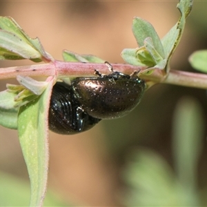 Chrysolina quadrigemina at Whitlam, ACT - 26 Oct 2024