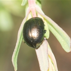 Chrysolina quadrigemina at Whitlam, ACT - 26 Oct 2024