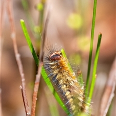 Anthela repleta at Penrose, NSW - 2 Nov 2024 by Aussiegall