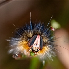 Anthela repleta at Penrose, NSW - suppressed