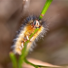 Anthela repleta at Penrose, NSW - suppressed