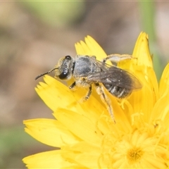 Lasioglossum (Chilalictus) sp. (genus & subgenus) (Halictid bee) at Whitlam, ACT - 26 Oct 2024 by AlisonMilton