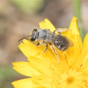 Lasioglossum (Chilalictus) sp. (genus & subgenus) at Whitlam, ACT - 26 Oct 2024 11:54 AM