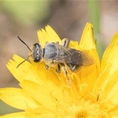 Lasioglossum (Chilalictus) sp. (genus & subgenus) at Whitlam, ACT - 26 Oct 2024 11:54 AM