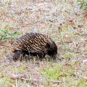 Tachyglossus aculeatus at Penrose, NSW - 2 Nov 2024