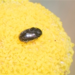 Unidentified Beetle (Coleoptera) at Whitlam, ACT - 26 Oct 2024 by AlisonMilton