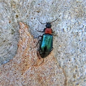 Hypattalus sp. (genus) at Higgins, ACT - 2 Nov 2024