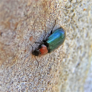 Hypattalus sp. (genus) at Higgins, ACT - 2 Nov 2024