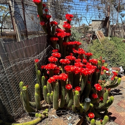 Unidentified Cactus / Succulent at Silverton, NSW - 29 Oct 2024 by Faroutsprout2024