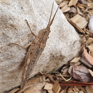 Coryphistes ruricola at Penrose, NSW - 3 Nov 2024