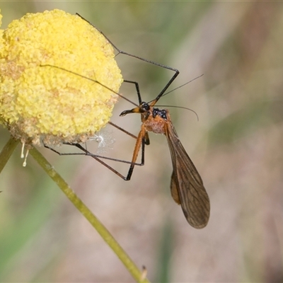 Harpobittacus australis at Whitlam, ACT - 26 Oct 2024 by AlisonMilton