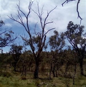 Callocephalon fimbriatum at O'Malley, ACT - 3 Nov 2024