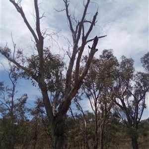 Callocephalon fimbriatum at O'Malley, ACT - suppressed