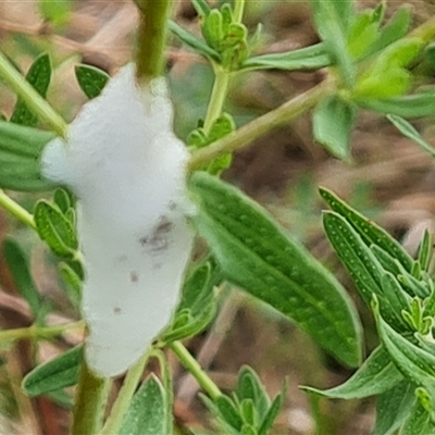 Aphrophorinae (subfamily) (Unidentified spittlebug) at O'Malley, ACT - 1 Nov 2024 by Mike