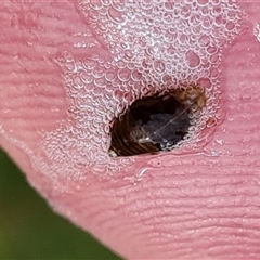 Aphrophorinae (subfamily) at O'Malley, ACT - 2 Nov 2024