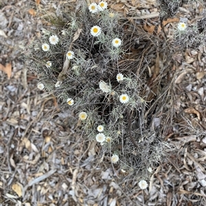 Leucochrysum albicans subsp. tricolor at Garran, ACT - 1 Nov 2024