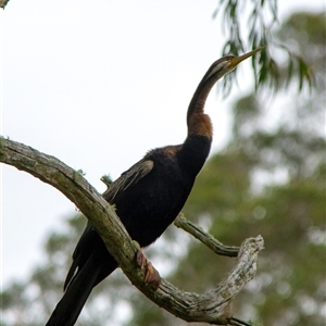 Anhinga novaehollandiae at Berrima, NSW - 23 Oct 2024