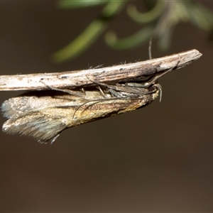 Philobota undescribed species near arabella at Whitlam, ACT - 26 Oct 2024