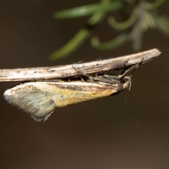 Philobota undescribed species near arabella at Whitlam, ACT - 26 Oct 2024