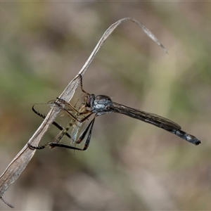 Leptogaster sp. (genus) at Whitlam, ACT - 26 Oct 2024