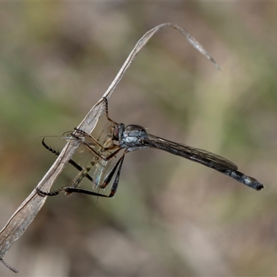 Leptogaster sp. (genus) (Robber fly) at Whitlam, ACT - 26 Oct 2024 by AlisonMilton