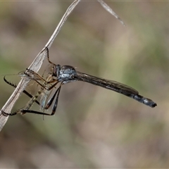 Leptogaster sp. (genus) at Whitlam, ACT - 26 Oct 2024 12:15 PM