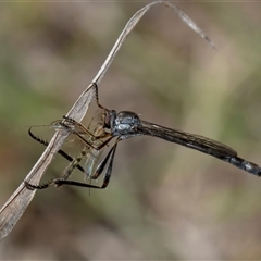 Leptogaster sp. (genus) at Whitlam, ACT - 26 Oct 2024 12:15 PM