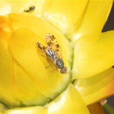 Austrotephritis poenia (Australian Fruit Fly) at Whitlam, ACT - 26 Oct 2024 by AlisonMilton