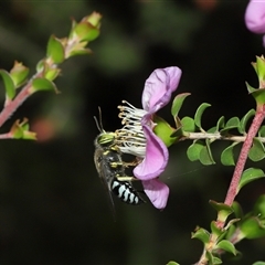 Bembix sp. (genus) at Acton, ACT - 3 Nov 2024