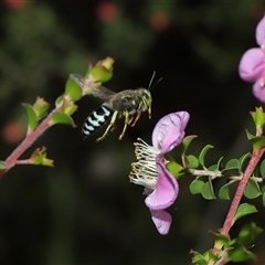 Bembix sp. (genus) at Acton, ACT - 3 Nov 2024