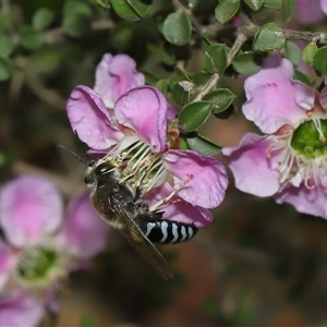 Bembix sp. (genus) at Acton, ACT - 3 Nov 2024