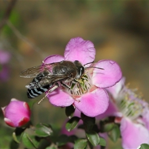 Bembix sp. (genus) at Acton, ACT - 3 Nov 2024