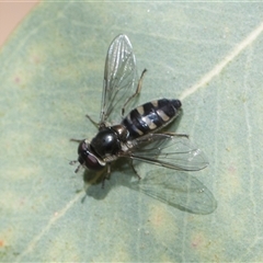 Melangyna collatus (Hover fly) at Hawker, ACT - 26 Oct 2024 by AlisonMilton