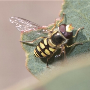 Simosyrphus grandicornis at Weetangera, ACT - 26 Oct 2024 09:17 AM