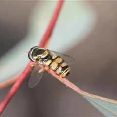 Simosyrphus grandicornis (Common hover fly) at Weetangera, ACT - 26 Oct 2024 by AlisonMilton