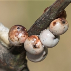 Cryptes baccatus (Wattle Tick Scale) at Weetangera, ACT - 26 Oct 2024 by AlisonMilton