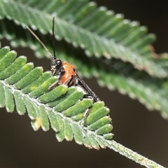 Unidentified Parasitic wasp (numerous families) at Weetangera, ACT - 25 Oct 2024 by AlisonMilton