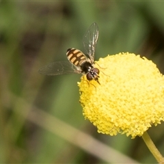 Melangyna viridiceps (Hover fly) at Whitlam, ACT - 26 Oct 2024 by AlisonMilton