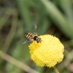 Melangyna viridiceps at Whitlam, ACT - 26 Oct 2024 12:05 PM