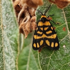 Asura lydia (Lydia Lichen Moth) at Bungonia, NSW - 3 Nov 2024 by trevorpreston