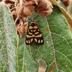 Asura lydia at Bungonia, NSW - 3 Nov 2024 12:23 PM