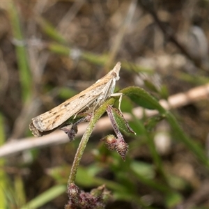 Faveria tritalis at Whitlam, ACT - 26 Oct 2024