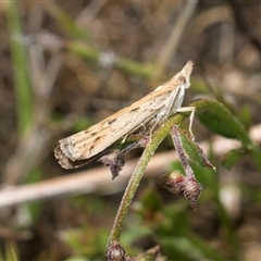 Faveria tritalis at Whitlam, ACT - 26 Oct 2024