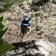 Malurus cyaneus (Superb Fairywren) at Nicholls, ACT - 1 Nov 2024 by AlisonMilton