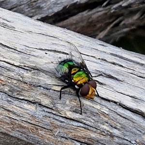 Amenia chrysame at Bungonia, NSW - 3 Nov 2024 12:20 PM