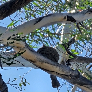 Corcorax melanorhamphos at Peak View, NSW - 3 Nov 2024